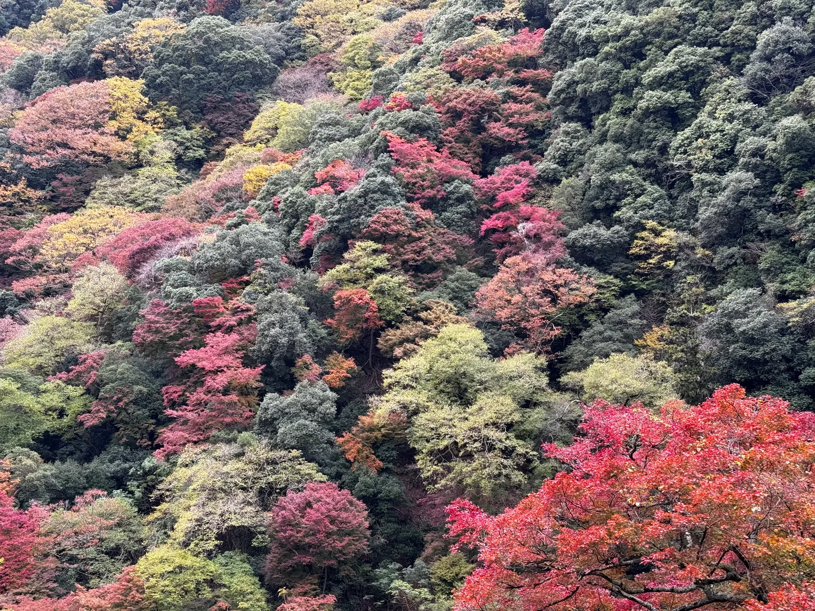 Minoh, Japan — 26 November 2024