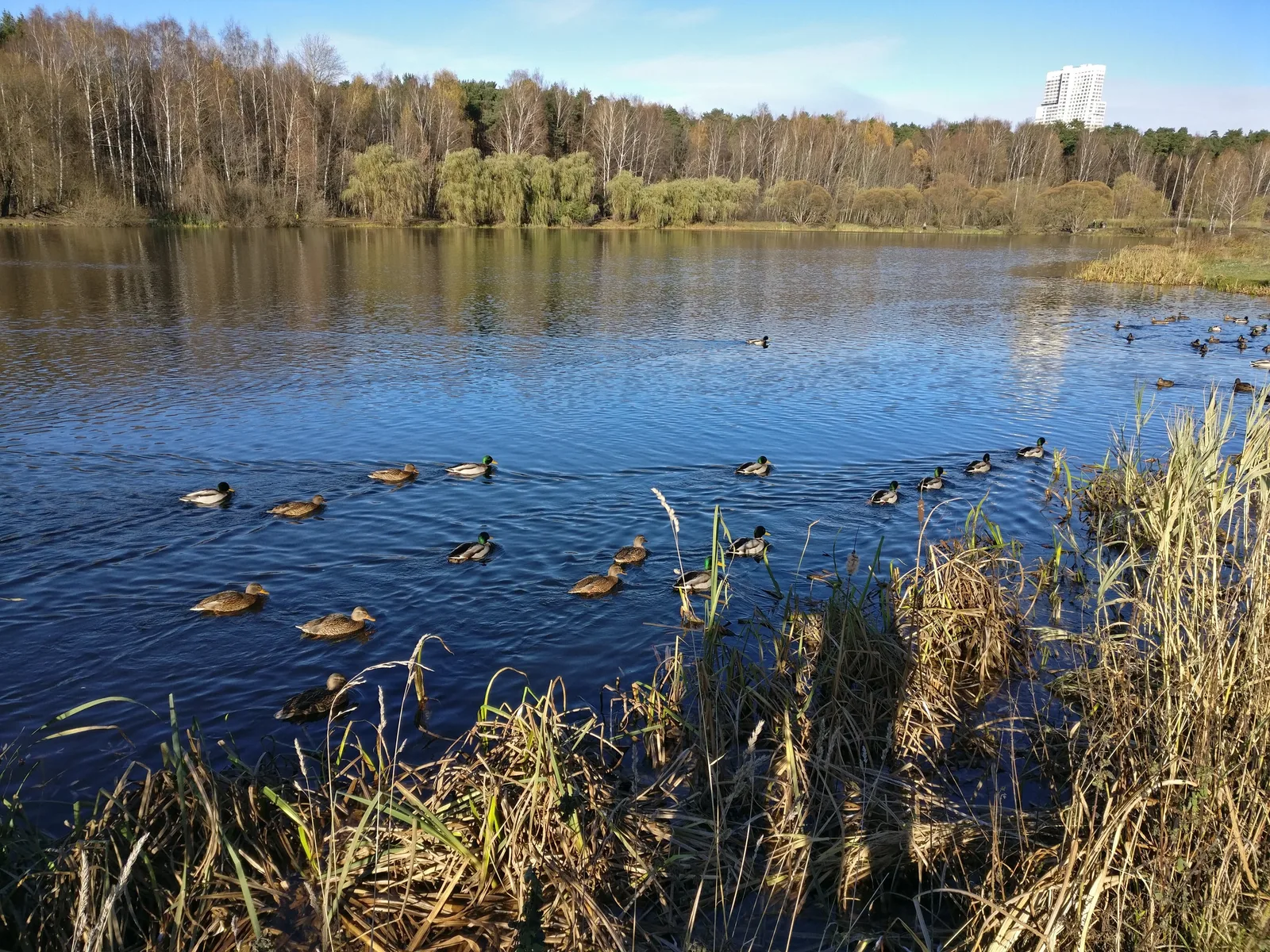 Pokrovskoye-Streshnëvo, Russia — 2 November 2017