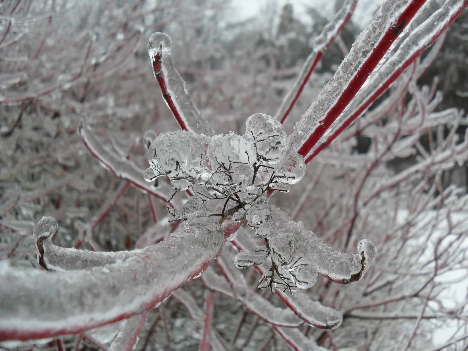 Photo from 26 December 2010