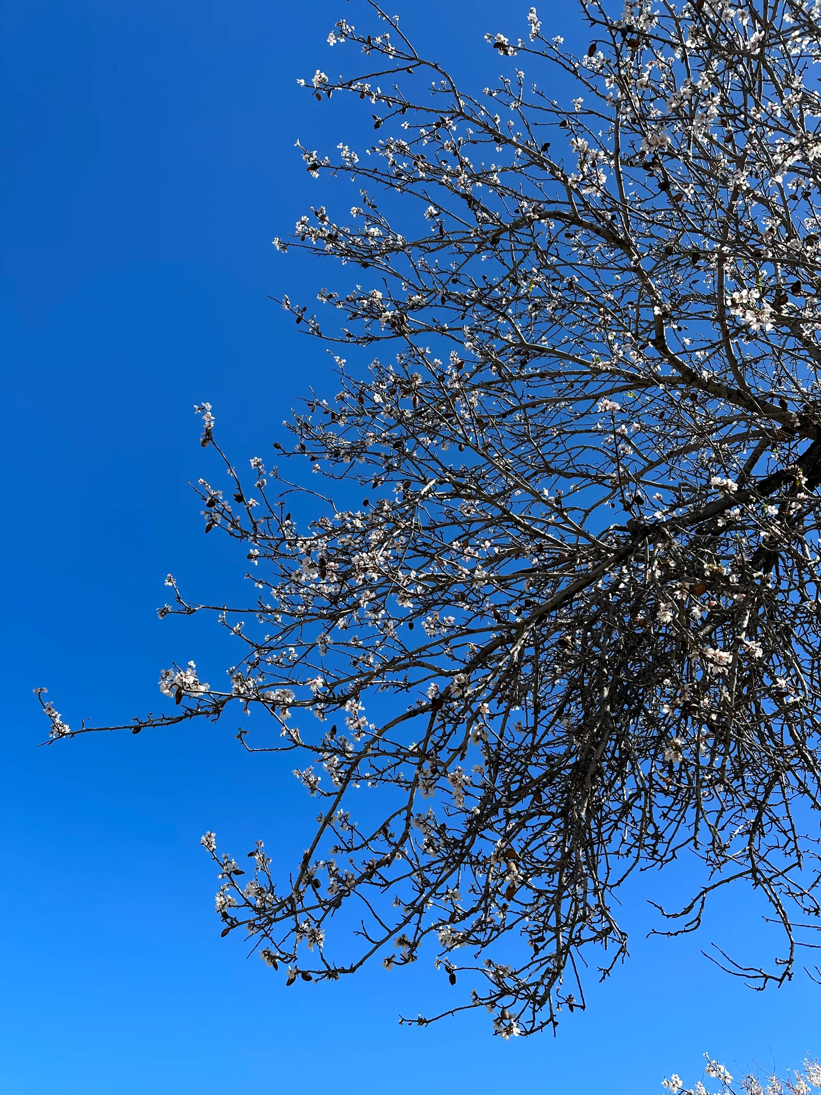 Peléndri, Cyprus — 4 March 2023