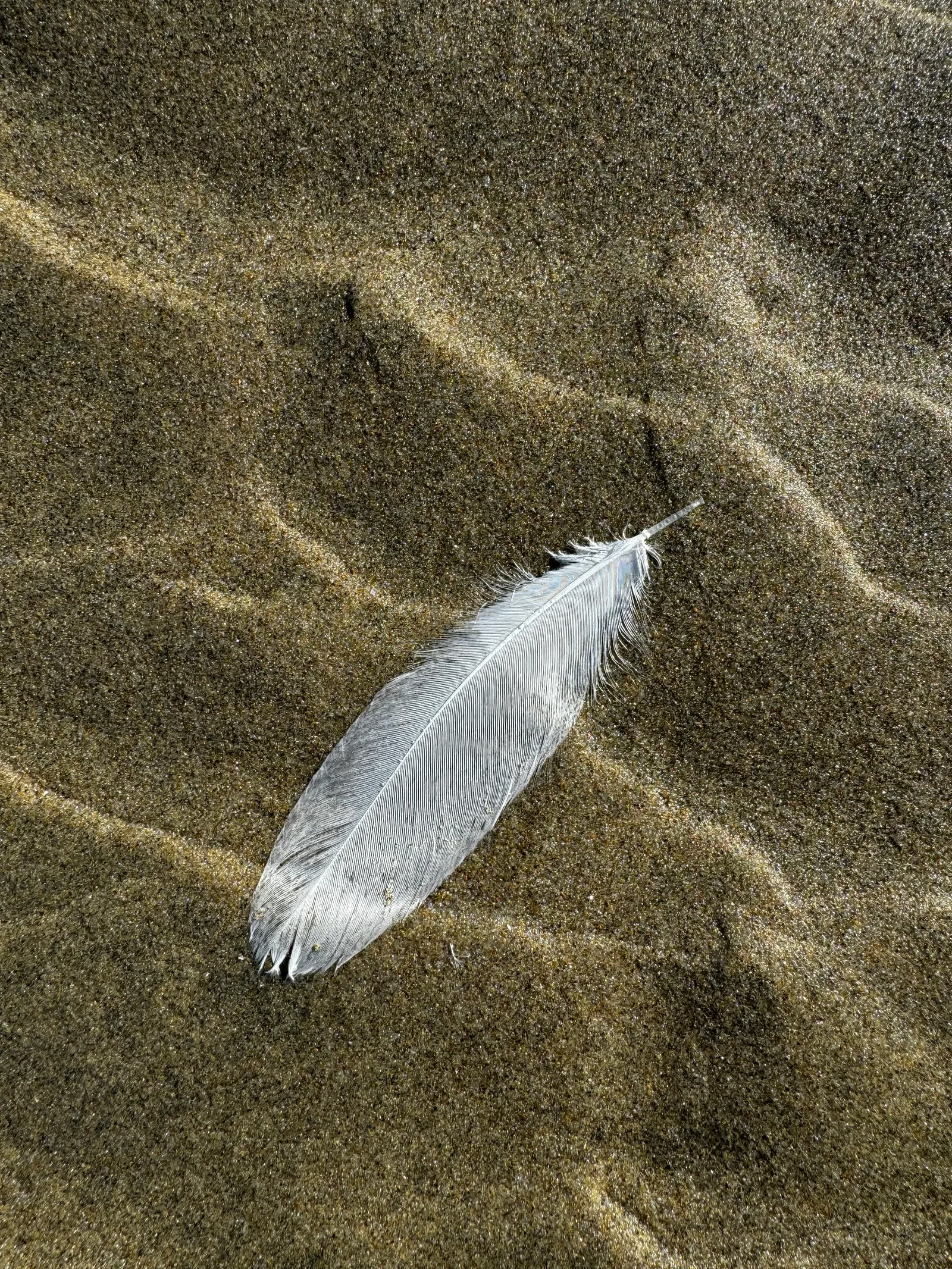 Waldport, United States — 26 August 2024