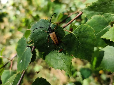 Nida, Lithuania — 18 July 2020