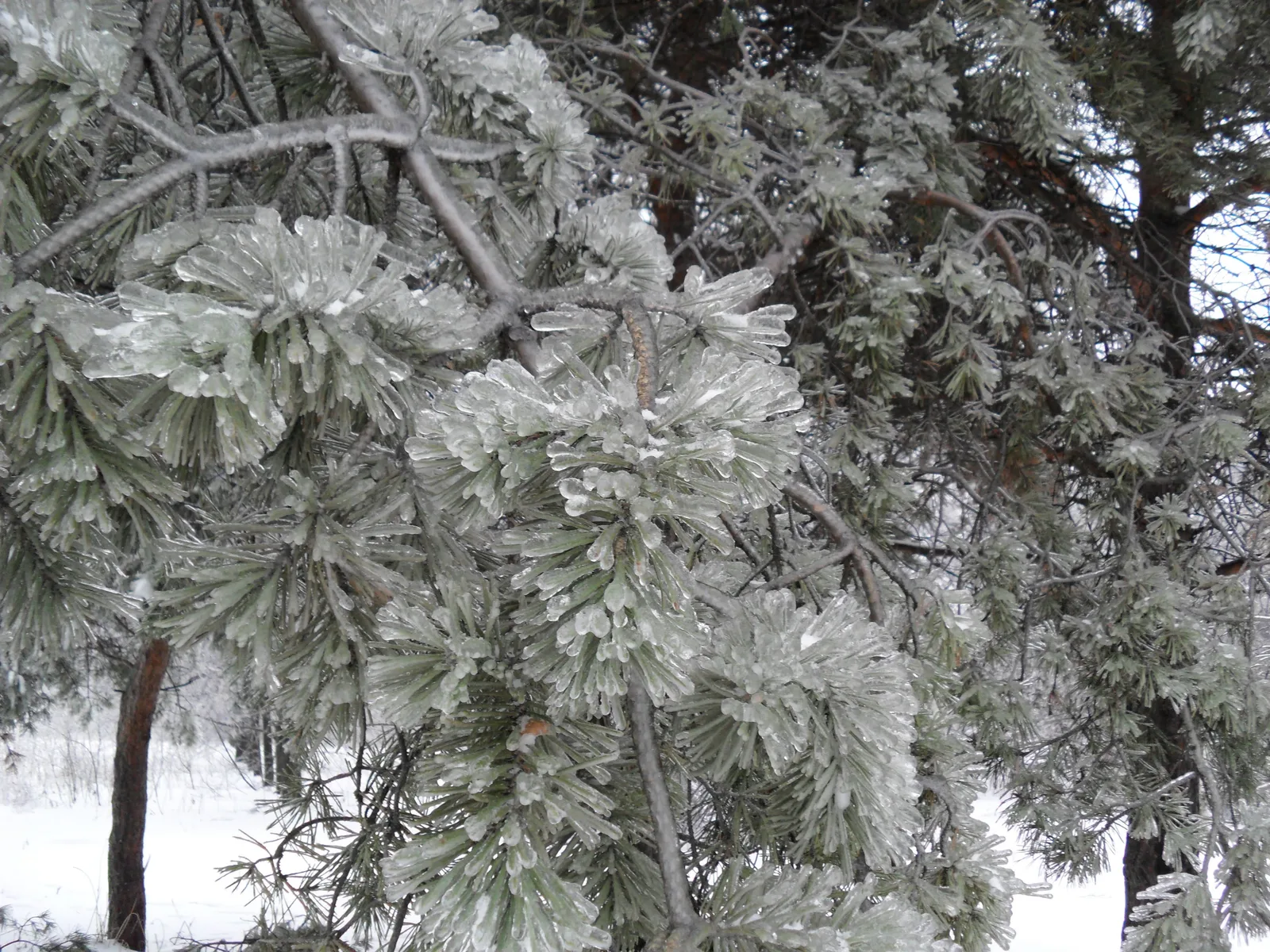 Photo from 26 December 2010