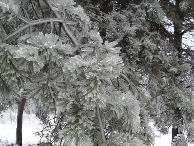 Photo from 26 December 2010