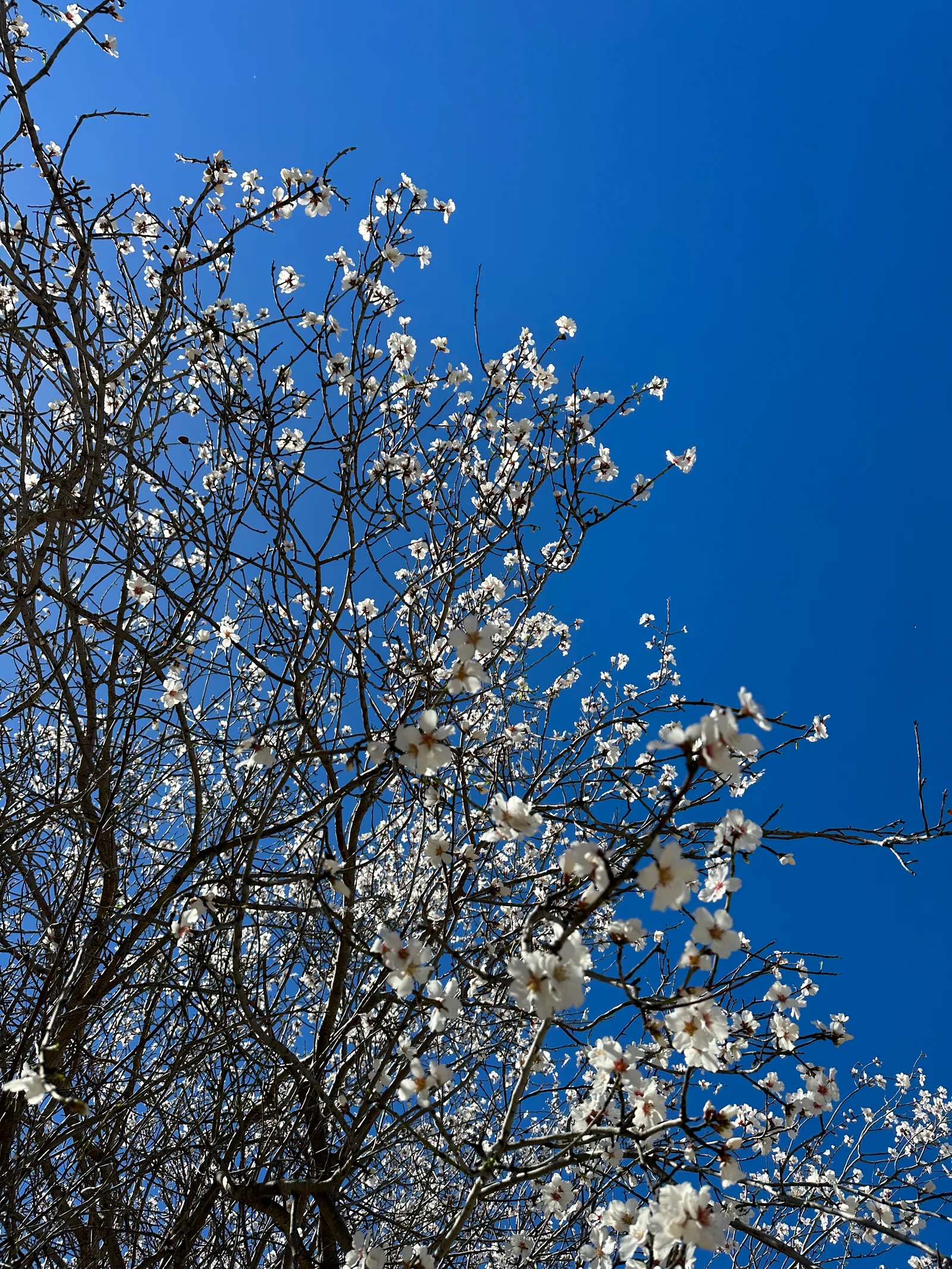 Peléndri, Cyprus — 4 March 2023