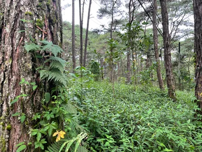 Baguio, Philippines — 27 August 2022