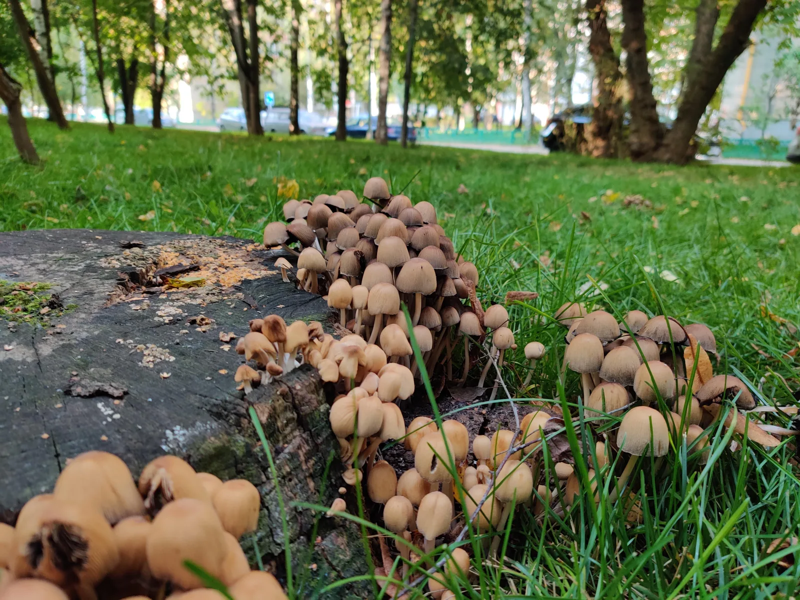 Levoberezhnyy, Russia — 26 September 2020