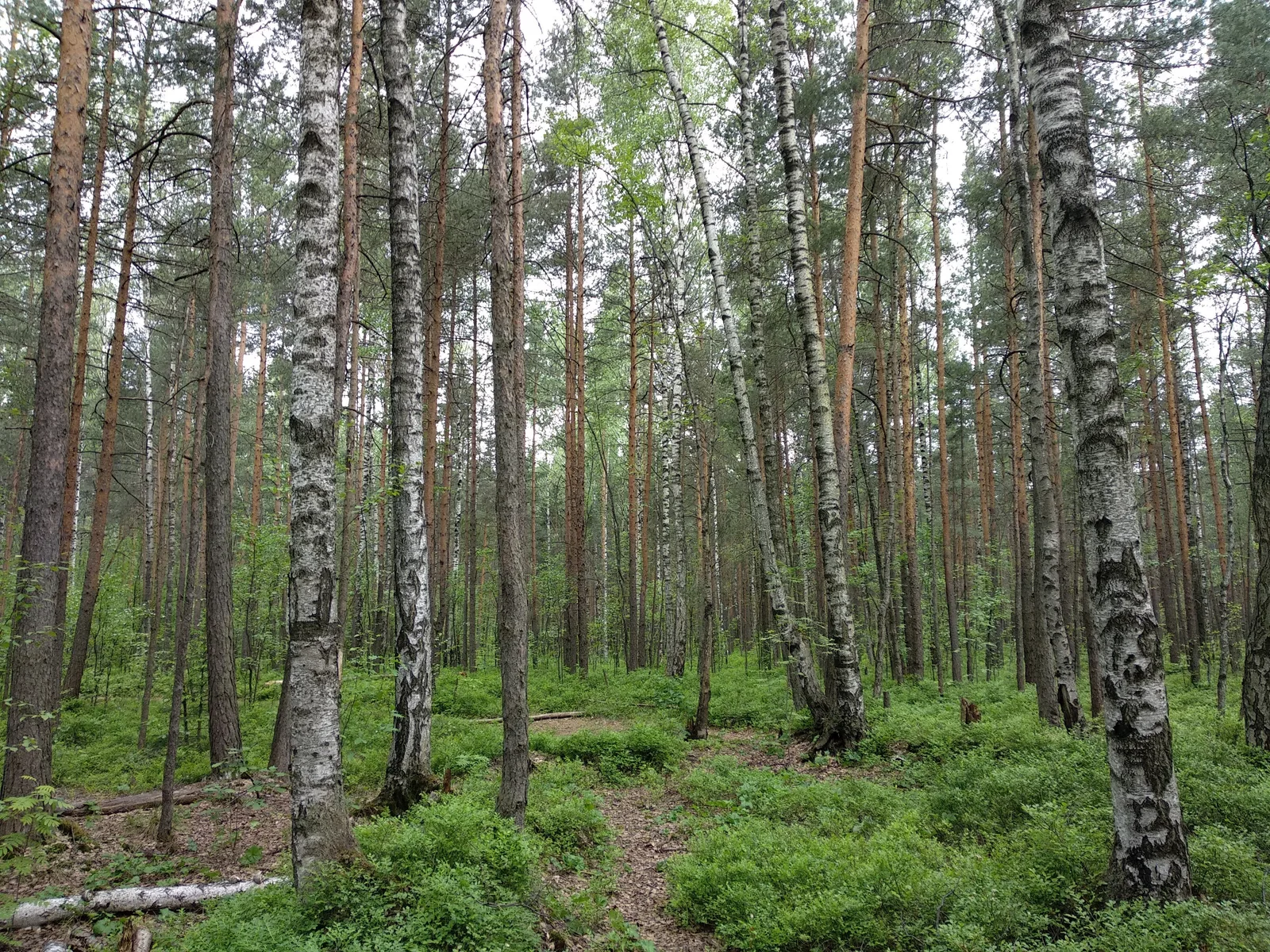 Sosnovka, Russia — 8 June 2018