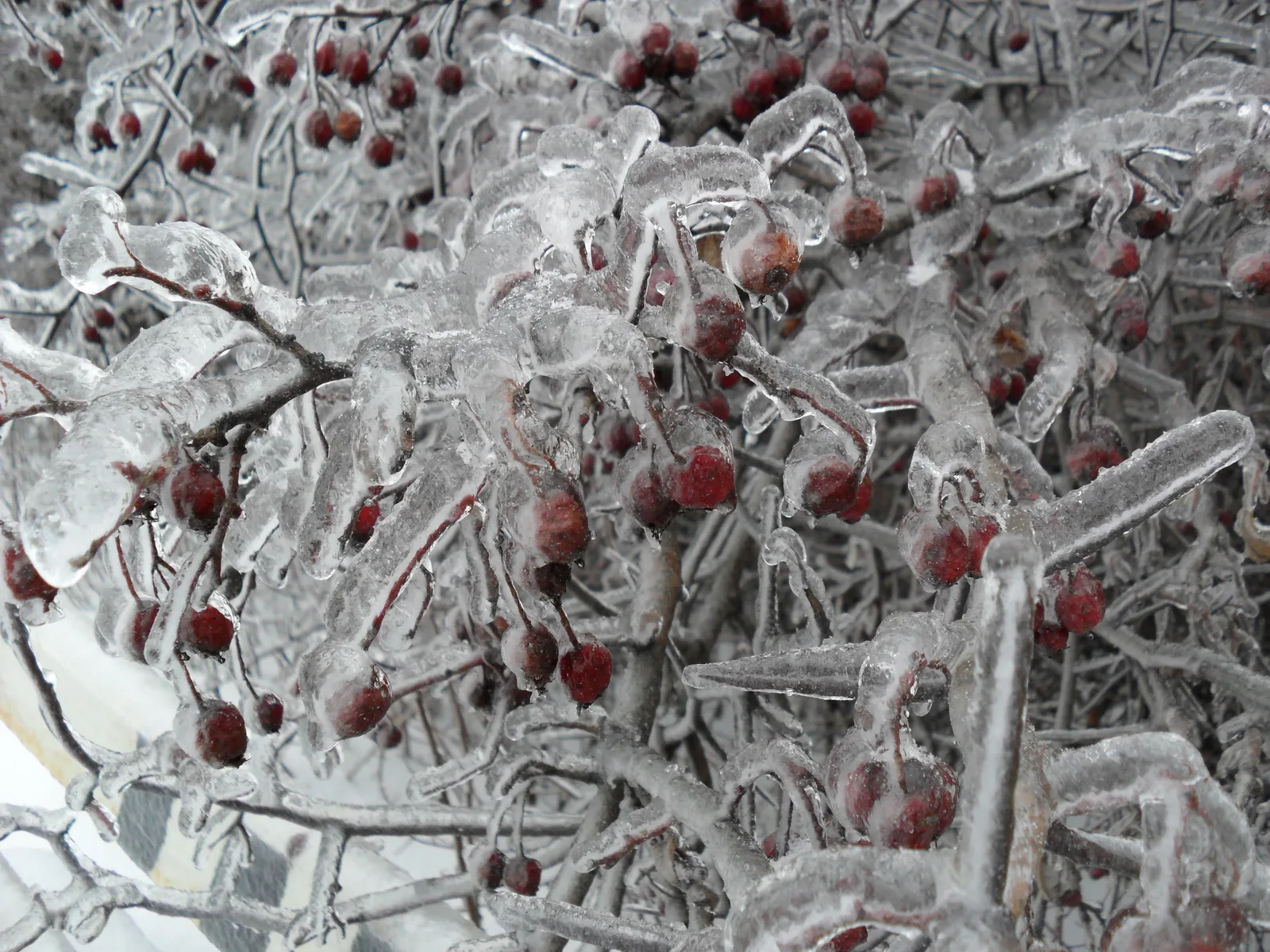 Photo from 26 December 2010