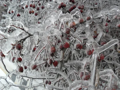 Photo from 26 December 2010