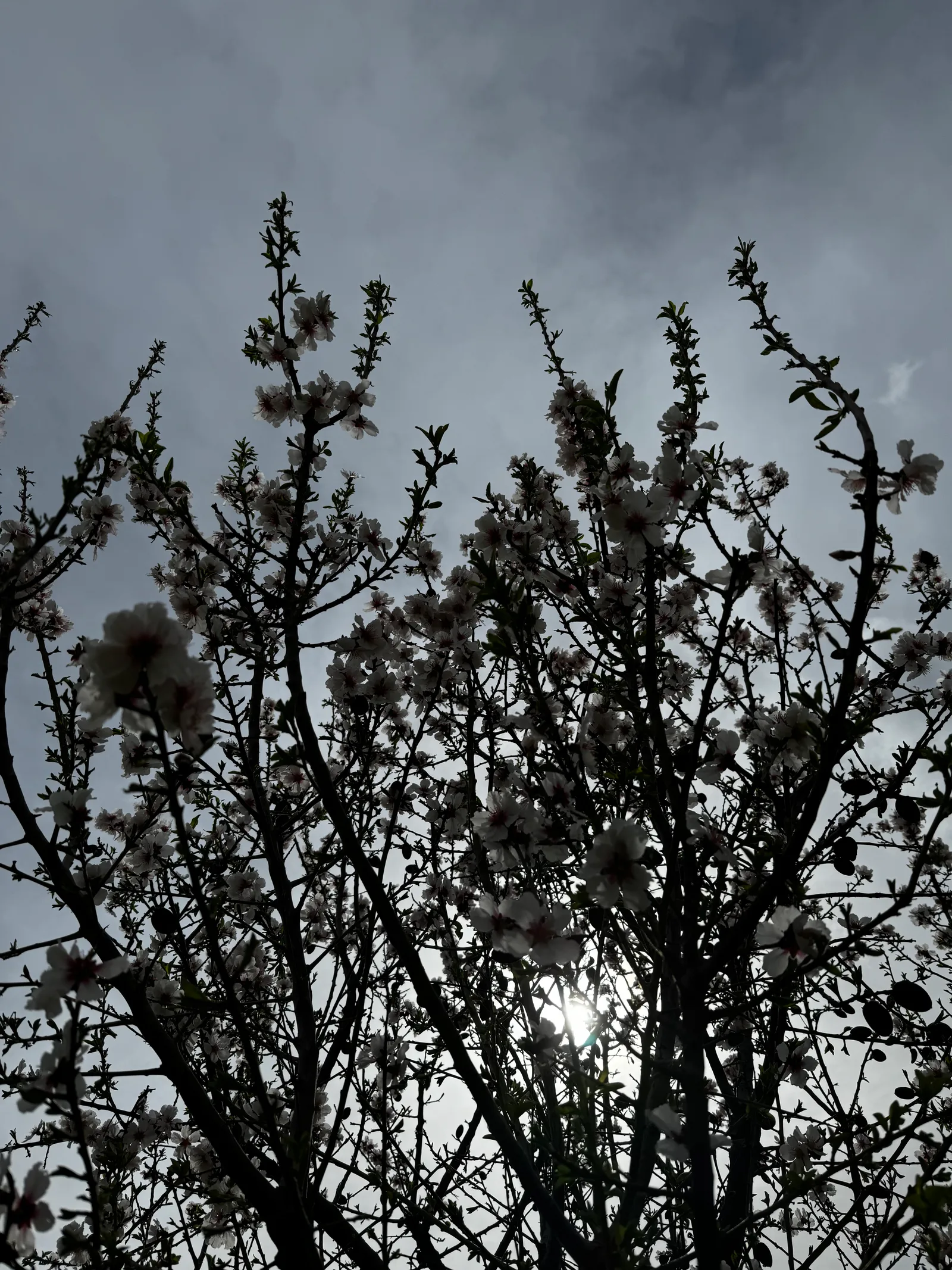 Peléndri, Cyprus — 3 March 2024