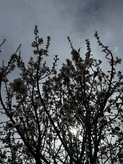 Peléndri, Cyprus — 3 March 2024