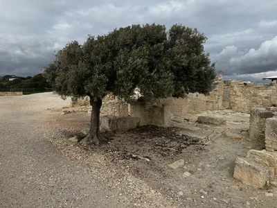 Erími, Cyprus — 12 January 2025