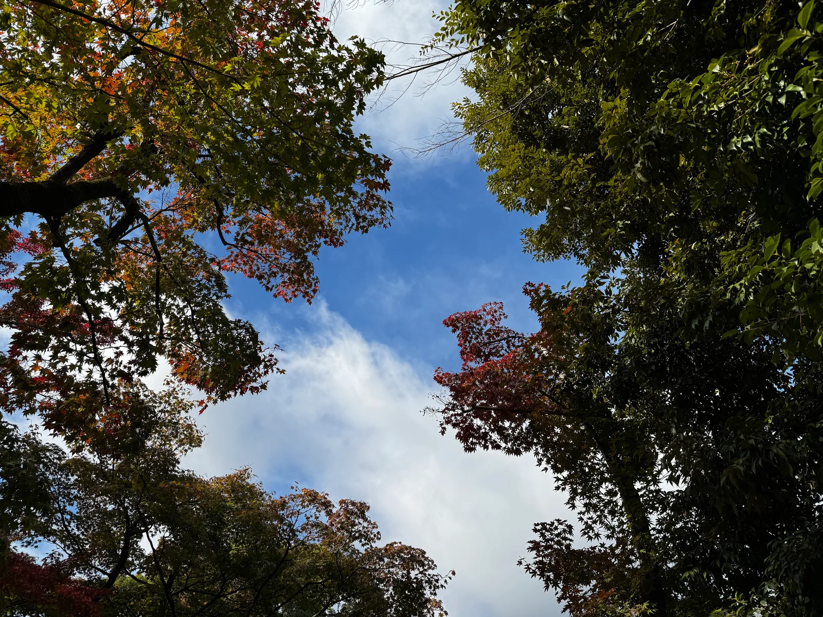 Kamigyō-ku, Japan — 24 November 2024