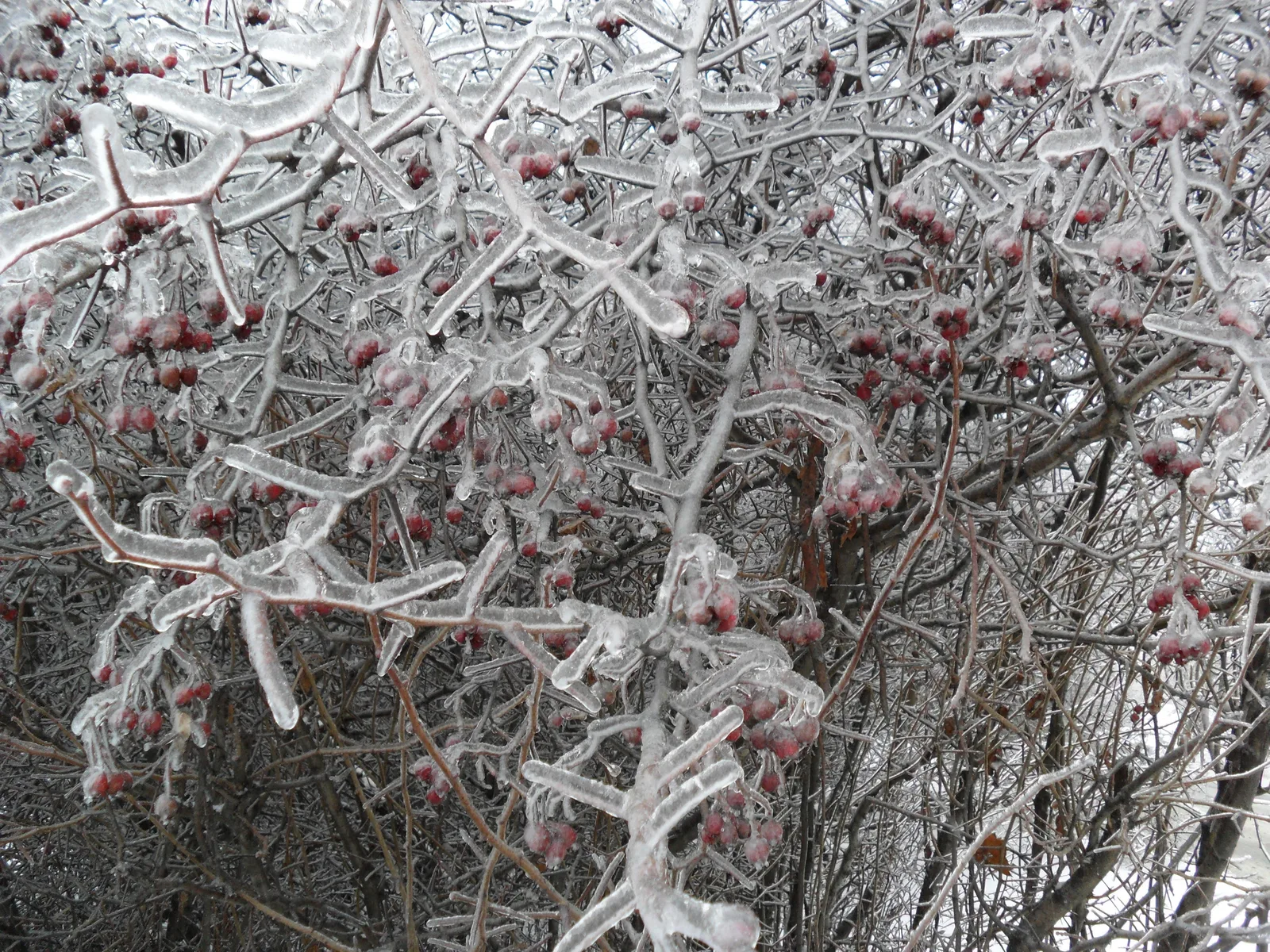 Photo from 26 December 2010