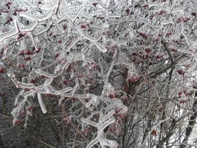 Photo from 26 December 2010