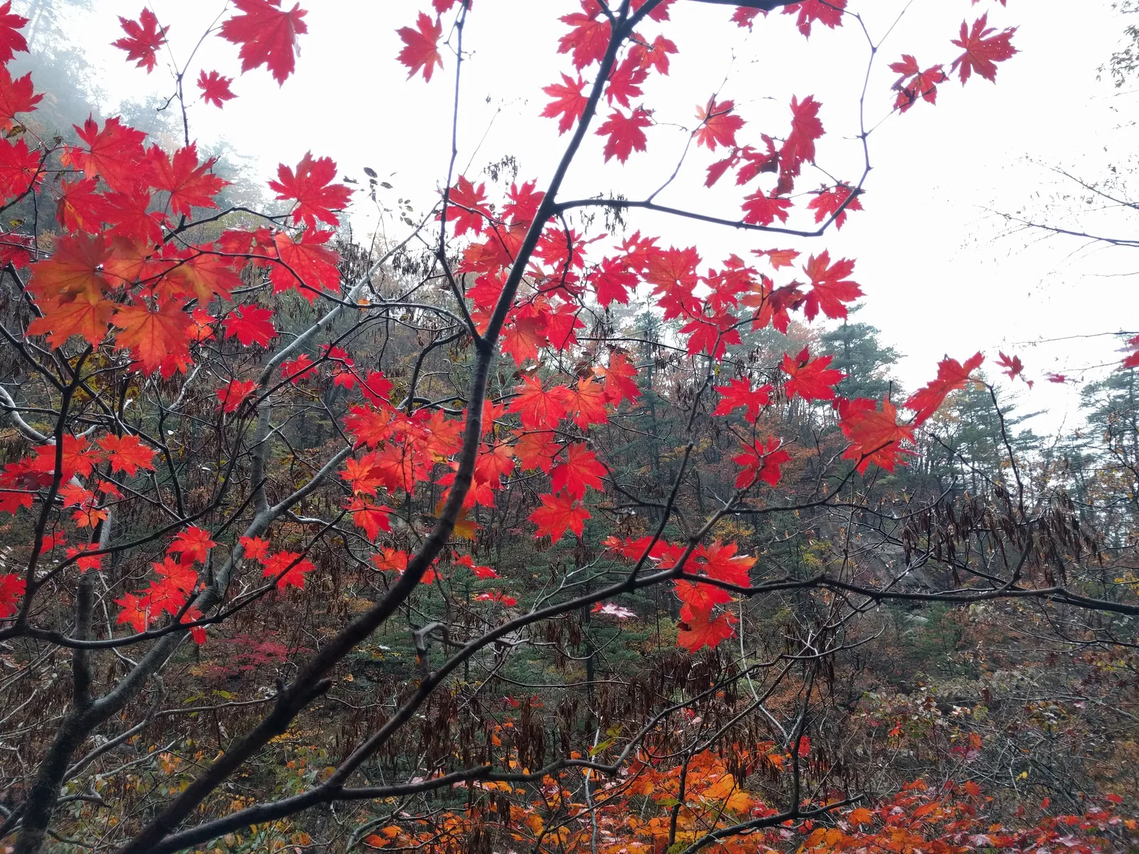 Sokcho, South Korea — 21 October 2016