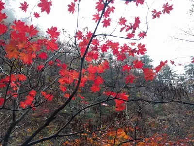 Sokcho, South Korea — 21 October 2016