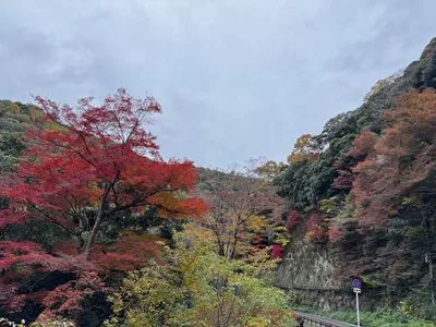 Minoh, Japan — 26 November 2024
