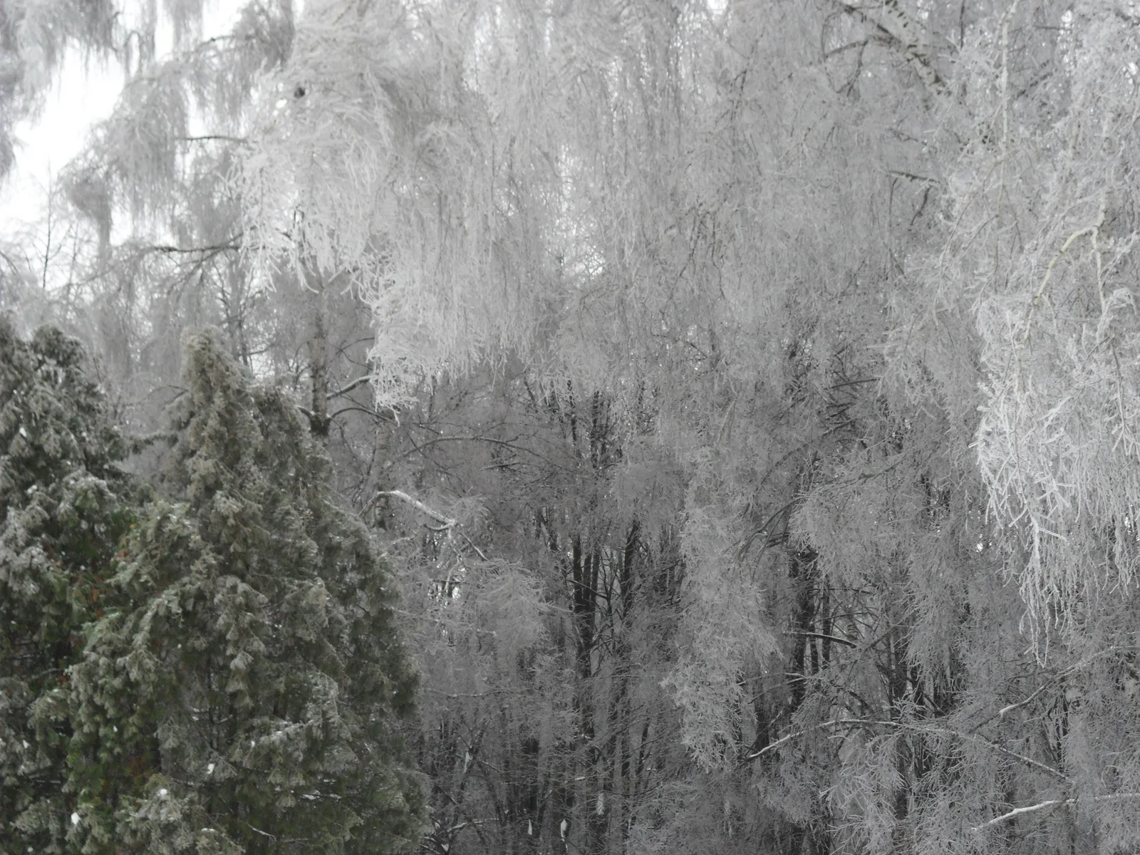 Photo from 26 December 2010