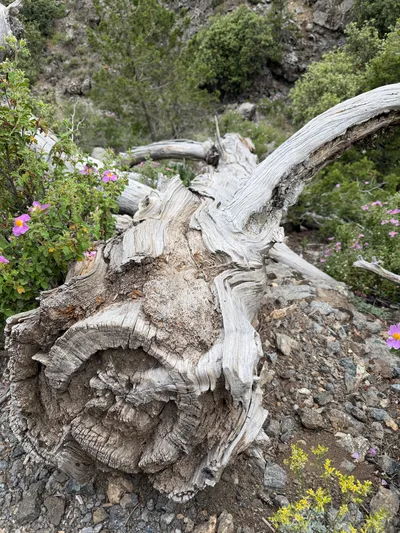 Tróodos, Cyprus — 5 July 2026