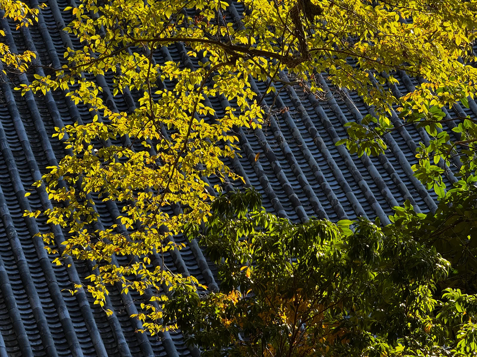 Nara-shi, Japan — 25 November 2024