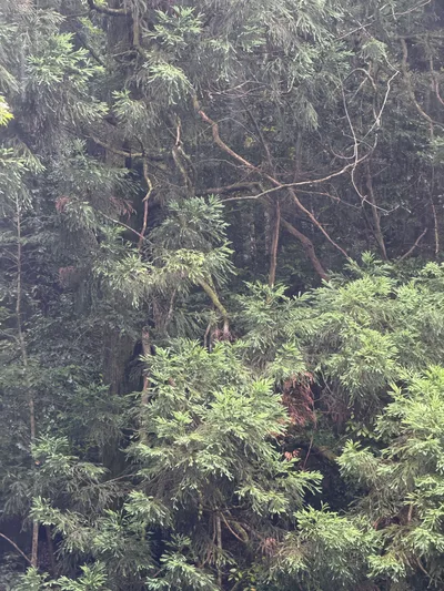 Kawazu-ikadaba, Japan — 20 June 2026