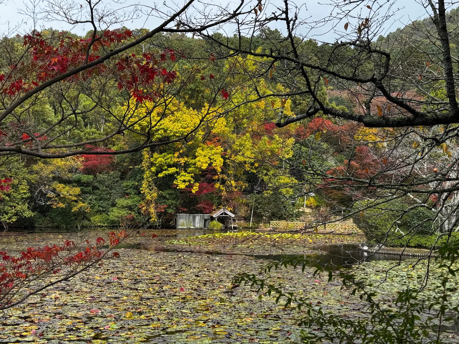 Kyoto, Japan — 24 November 2024