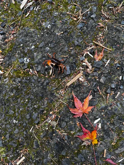 Minoh, Japan — 26 November 2024