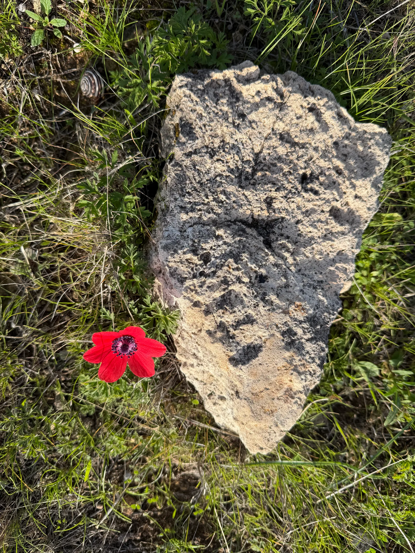 Pissoúri, Cyprus — 25 January 2026