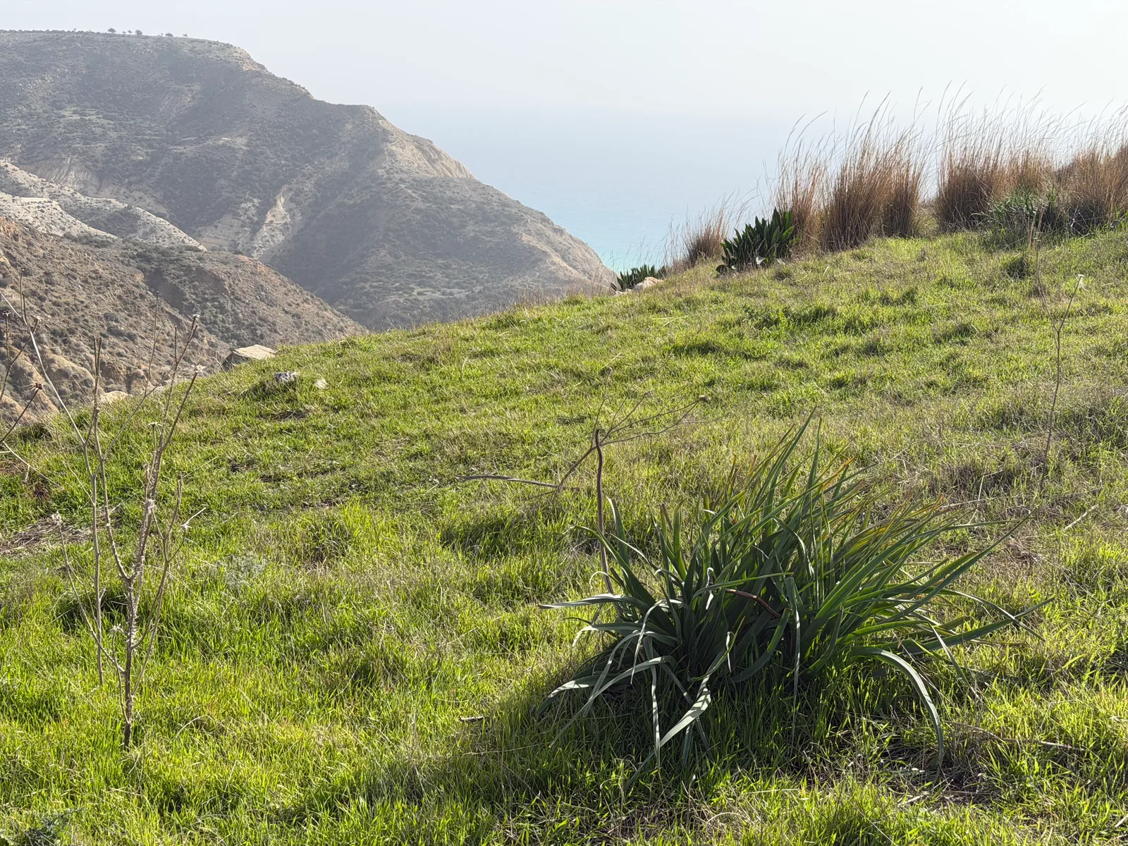 Pissoúri, Cyprus — 25 January 2026