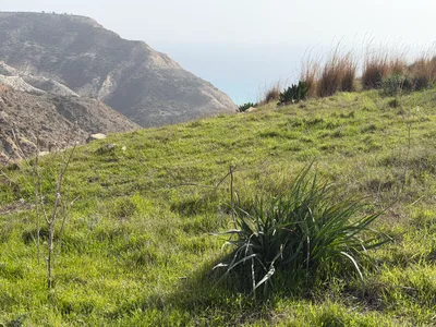 Pissoúri, Cyprus — 25 January 2026
