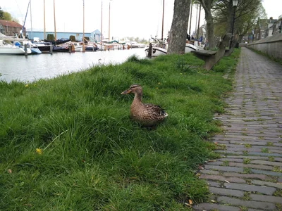 Muiden, The Netherlands — 28 April 2016