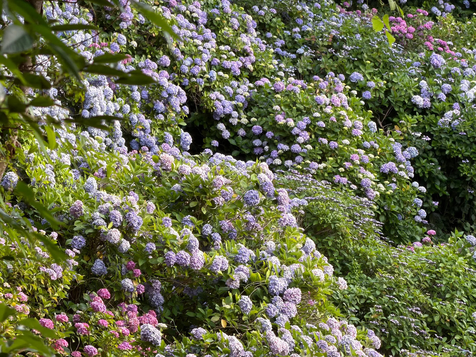 Shimoda, Japan — 19 June 2026