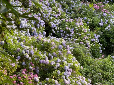 Shimoda, Japan — 19 June 2026