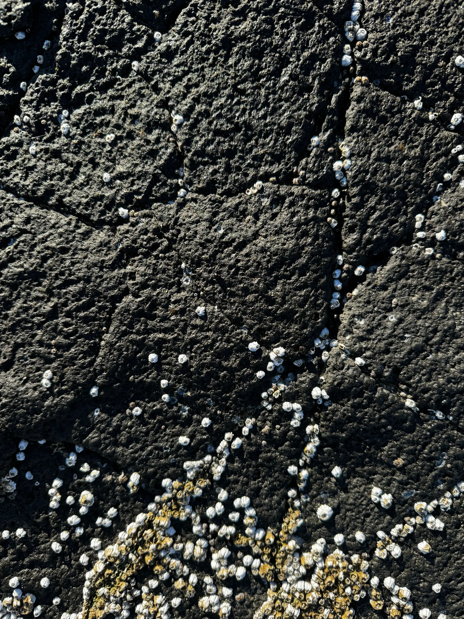 Waldport, United States — 26 August 2024